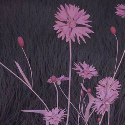 半岛综合APP下载