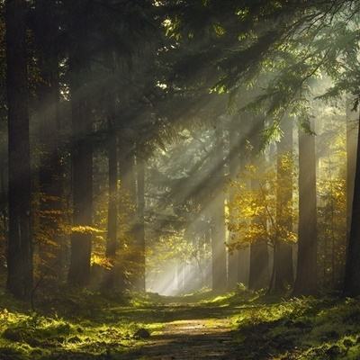 三张牌下载金花免费app下载