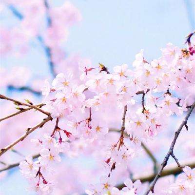 ROR体育app官方下载截图